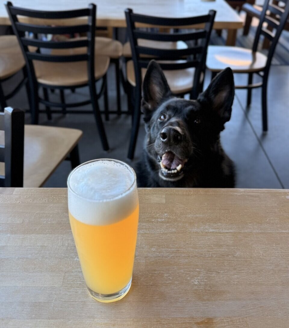Beer Dog Margie posa con la cerveza Gene-ius Selection de Corn Coast Brewing, elaborada con la variedad de lúpulo de Margie.